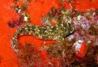 Tauchen auf Donoussa